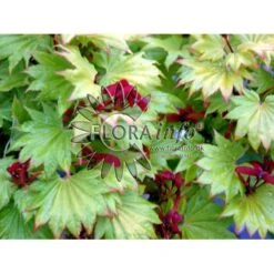 Viftebladet Løn Acer Shirasawanum 'Aureum' Potte 4,0 Liter,- 30-40 Cm. -Osmo Salgsbutik p2901 6645 acer shirasawanum aureum 6f20