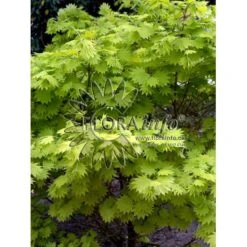 Viftebladet Løn Acer Shirasawanum 'Aureum' Potte 4,0 Liter,- 30-40 Cm. -Osmo Salgsbutik p2901 6646 acer shirasawanum aureum 35b0