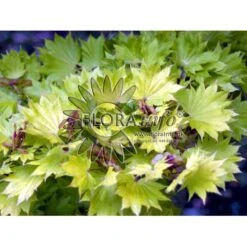 Viftebladet Løn Acer Shirasawanum 'Aureum' Potte 4,0 Liter,- 30-40 Cm. -Osmo Salgsbutik p2901 6647 acer shirasawanum aureum 85f0