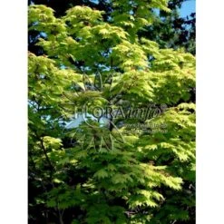 Viftebladet Løn Acer Shirasawanum 'Aureum' Potte 4,0 Liter,- 30-40 Cm. -Osmo Salgsbutik p2901 6648 acer shirasawanum aureum ff33