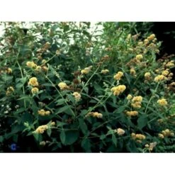 Sommerfuglebusk 'Sungold' Buddleja X Weyeriana 'Sungold' 3,0 Liter Potte -Osmo Salgsbutik p2903 2250 buddleia weyeriana sungold 08d2