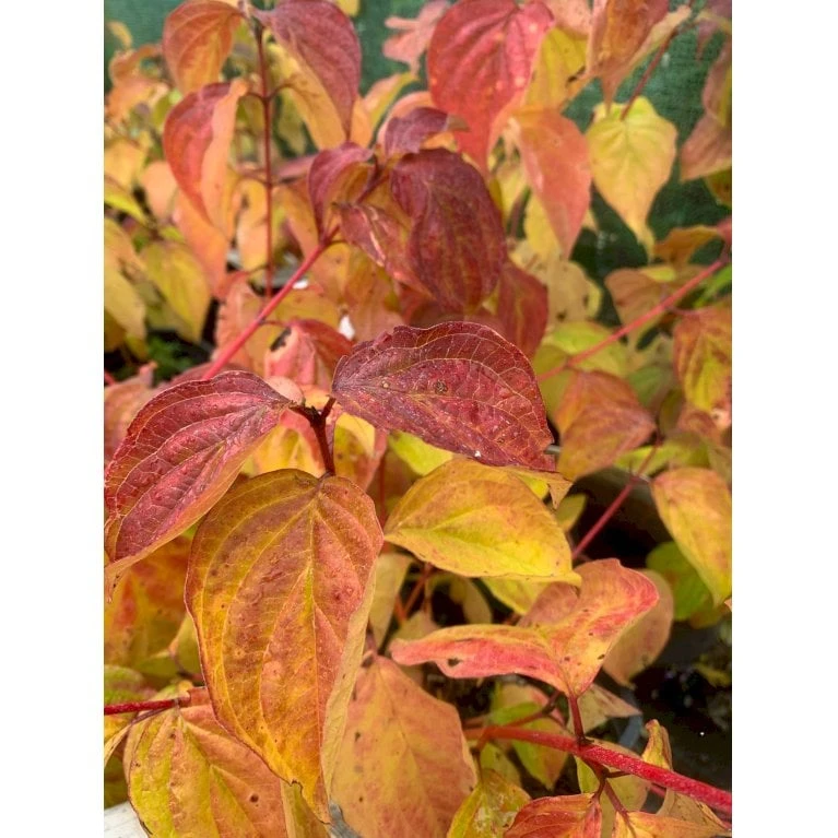 Kornel 'Midwinter Fire' Cornus Alba 'Midwinter Fire' Potte 10 Liter 50-60 Cm. 5 Kornel 'Midwinter Fire' Cornus Alba 'Midwinter Fire' Potte 10 Liter 50-60 Cm. - Billede 3