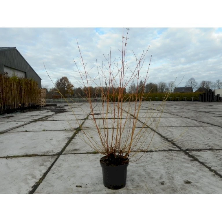 Kornel 'Midwinter Fire' Cornus Alba 'Midwinter Fire' Potte 10 Liter 50-60 Cm. 6 Kornel 'Midwinter Fire' Cornus Alba 'Midwinter Fire' Potte 10 Liter 50-60 Cm. - Billede 4