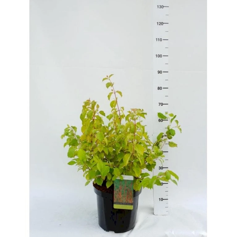 Kornel 'Midwinter Fire' Cornus Alba 'Midwinter Fire' Potte 10 Liter 50-60 Cm. 3 Kornel 'Midwinter Fire' Cornus Alba 'Midwinter Fire' Potte 10 Liter 50-60 Cm.
