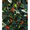 Grå Dværgmispel Cotoneaster Franchetti 5 Liter Potte -Osmo Salgsbutik p2910 37822 cotoneaster franchetti 6c2c