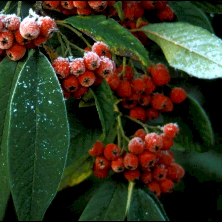 Dværgmispel 'Brandkjær' Cotoneaster Watereri 'Brandkjær' 5 Liter Potte 3 Dværgmispel 'Brandkjær' Cotoneaster Watereri 'Brandkjær' 5 Liter Potte