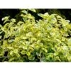 Benved 'Canadale Gold' Euonymus Japonica 'Canadale Gold' Opstammet 120 Cm. Med Potte