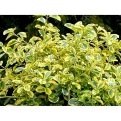 Benved 'Canadale Gold' Euonymus Japonica 'Canadale Gold' Opstammet 120 Cm. Med Potte
