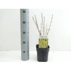 Vårguld 'Goldrausch' Forsythia Intermedia 'Goldrausch' Potte 2,0 Liter,- 40-60 Cm.