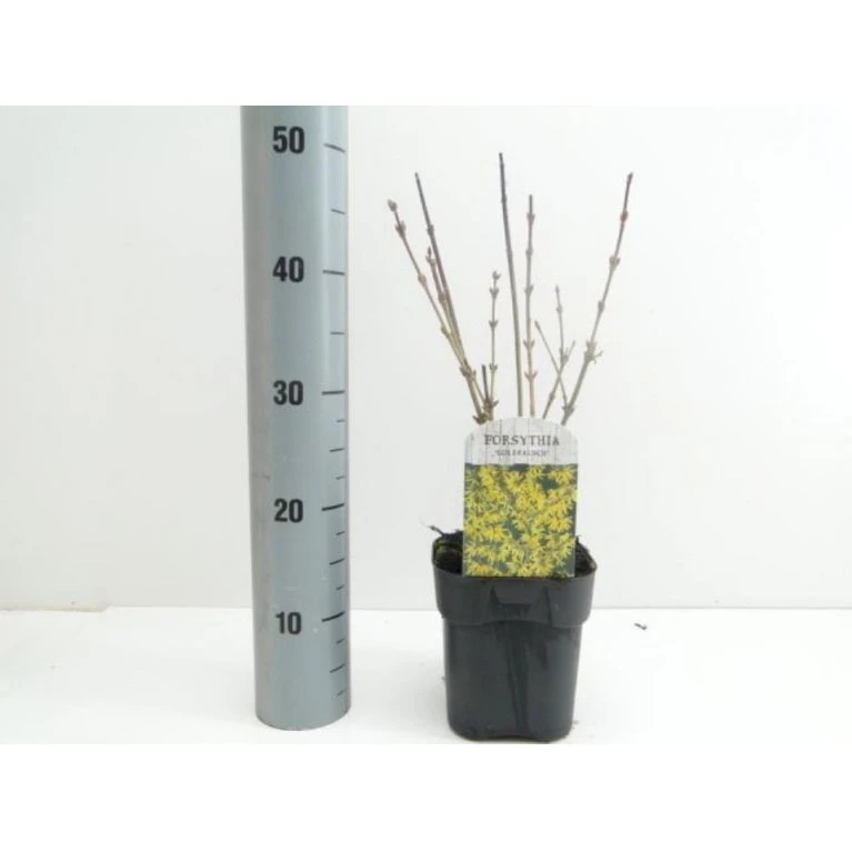 Vårguld 'Goldrausch' Forsythia Intermedia 'Goldrausch' Potte 2,0 Liter,- 40-60 Cm. 3 Vårguld 'Goldrausch' Forsythia Intermedia 'Goldrausch' Potte 2,0 Liter,- 40-60 Cm.