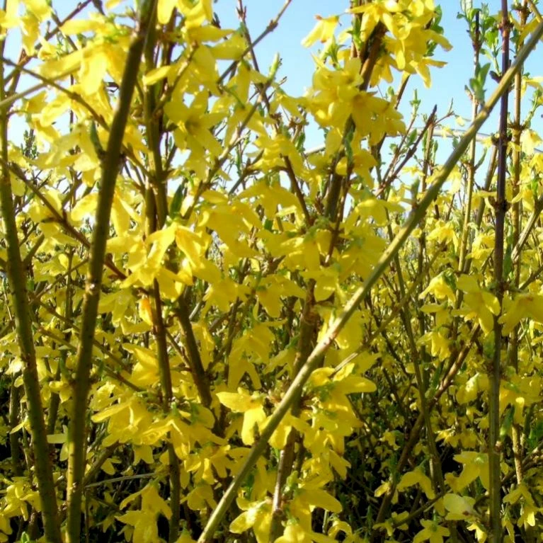 Vårguld 'Goldrausch' Forsythia Intermedia 'Goldrausch' Potte 2,0 Liter,- 40-60 Cm. 5 Vårguld 'Goldrausch' Forsythia Intermedia 'Goldrausch' Potte 2,0 Liter,- 40-60 Cm. - Billede 3