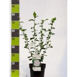 Syrisk Rose 'Diana' Hibiscus Syriacus 'Diana' Potte 4,0 Liter,- 50-60 Cm.