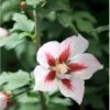 Syrisk Rose 'Hamabo' Hibiscus Syriacus 'Hamabo' Potte 2,0 Liter,- 30-40 Cm. 1 Syrisk Rose 'Hamabo' Hibiscus Syriacus 'Hamabo' Potte 2,0 Liter,- 30-40 Cm. -Osmo Salgsbutik p2920 36146 hibiscus syriacus hamabo 15cf