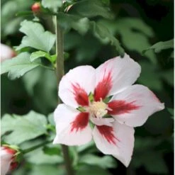 Syrisk Rose 'Hamabo' Hibiscus Syriacus 'Hamabo' Potte 2,0 Liter,- 30-40 Cm.