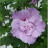 Syrisk Rose 'Lavender Chiffon' (R) Hibiscus Syriacus 'Lavender Chiffon' (r) 5 Liter Potte 2 Syrisk Rose 'Lavender Chiffon' (R) Hibiscus Syriacus 'Lavender Chiffon' (r) 5 Liter Potte -Osmo Salgsbutik p2922 36148 hibiscus syriacus lavender chiffon r 5615