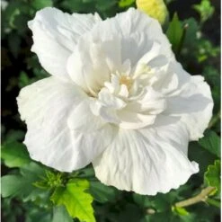 Syrisk Rose 'White Chiffon' (R) Hibiscus Syriacus 'White Chiffon' (r) Potte 6,6 Liter, - 70-80 Cm. -Osmo Salgsbutik p2926 36150 hibiscus syriacus white chiffon r 0386