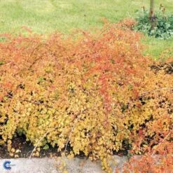 Kranstop 'Crispa' Stephanandra Incisa 'Crispa' 3,5 Liter Potte -Osmo Salgsbutik p2943 47518 stephanandra incisa crispa deea