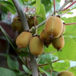 Kiwi 'Solo' Actinidia Chinensis 'Solo' (Selvbestøvende) Potte 2,0 Liter,- Opbundet 60-100 Cm -Osmo Salgsbutik p2955 50529 actinidia chinensis solo selvbestoevende e045