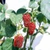 Taybær 'Medana' Rubus X Tayberry 'Medana' Potte 2,0 Liter,- Opbundet -Osmo Salgsbutik p2957 48885 rubus x tayberry medana e7fb