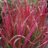 Japansk Blodgræs 'Red Baron' Imperata Cylindrica 'Red Baron' 1 Liter Potte 1 Japansk Blodgræs 'Red Baron' Imperata Cylindrica 'Red Baron' 1 Liter Potte -Osmo Salgsbutik p3100 50904 imperata cylindrica red baron 3aa8