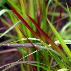 Japansk Blodgræs 'Red Baron' Imperata Cylindrica 'Red Baron' 1 Liter Potte -Osmo Salgsbutik p3100 50905 imperata cylindrica red baron 540f