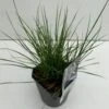 Lampepudsergræs 'Little Bunny' Pennisetum Alopecuroides 'Little Bunny' Potte 2 Liter.