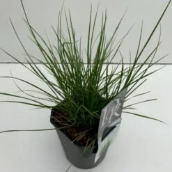 Lampepudsergræs 'Little Bunny' Pennisetum Alopecuroides 'Little Bunny' Potte 2 Liter.