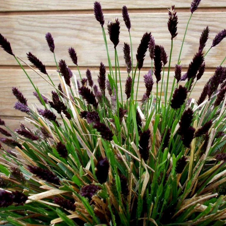 Mørk Blåaks Sesleria Heufleriana 10 Cm. Potte 3 Mørk Blåaks Sesleria Heufleriana 10 Cm. Potte