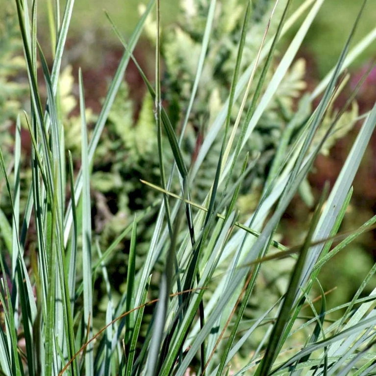 Mørk Blåaks Sesleria Heufleriana 10 Cm. Potte 5 Mørk Blåaks Sesleria Heufleriana 10 Cm. Potte - Billede 3