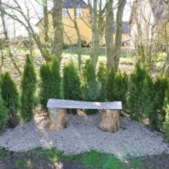 Hækthuja 'Smaragd' Thuja Occidentalis 'Smaragd' Potte 5,0 Liter,- 80-100 Cm.