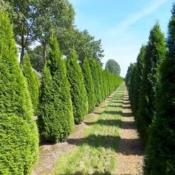 Hækthuja 'Smaragd' Thuja Occidentalis 'Smaragd' Med Klump,- 150-175 Cm. 12 Hækthuja 'Smaragd' Thuja Occidentalis 'Smaragd' Med Klump,- 150-175 Cm. -Osmo Salgsbutik p3129 52857 thuja occidentalis smaragd a969
