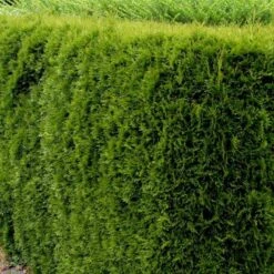 Hækthuja 'Smaragd' Thuja Occidentalis 'Smaragd' Med Klump, - 80-100 Cm -Osmo Salgsbutik p3129 52858 thuja occidentalis smaragd 9b78 1