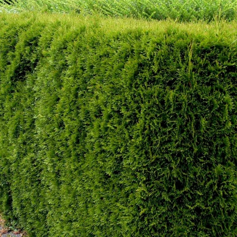 Hækthuja 'Smaragd' Thuja Occidentalis 'Smaragd' Med Klump,- 150-175 Cm. 6 Hækthuja 'Smaragd' Thuja Occidentalis 'Smaragd' Med Klump,- 150-175 Cm. - Billede 4