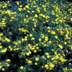 Gul Buskpotentil 'Goldfinger' Potentilla Fruticosa 'Goldfinger' Plug + 2 års, 30-50 Cm.