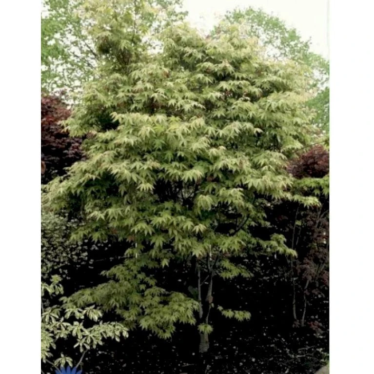 Japansk Ahorn Acer Palmatum Med Klump,- 150-175 Cm. 3 Japansk Ahorn Acer Palmatum Med Klump,- 150-175 Cm.