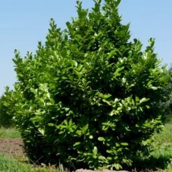 Hæk-Kirsebærlaurbær 'Rotundifolia' Prunus Laurocerasus 'Rotundifolia' Potte 10 Liter,- 100-125 Cm.