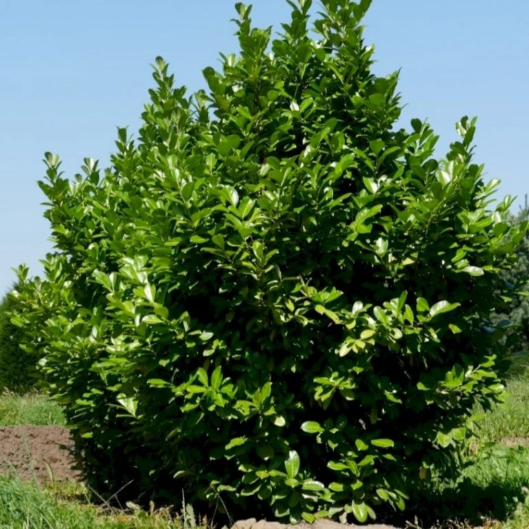 Hæk-Kirsebærlaurbær 'Rotundifolia' Prunus Laurocerasus 'Rotundifolia' Potte 10 Liter,- 100-125 Cm. 3 Hæk-Kirsebærlaurbær 'Rotundifolia' Prunus Laurocerasus 'Rotundifolia' Potte 10 Liter,- 100-125 Cm.