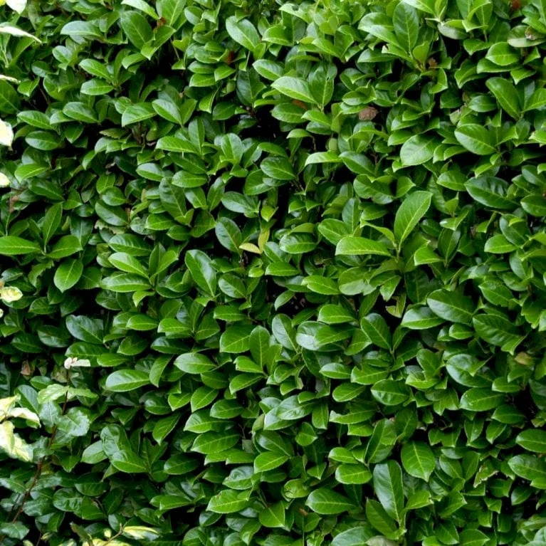 Hæk-Kirsebærlaurbær 'Rotundifolia' Prunus Laurocerasus 'Rotundifolia' Potte 10 Liter,- 100-125 Cm. 5 Hæk-Kirsebærlaurbær 'Rotundifolia' Prunus Laurocerasus 'Rotundifolia' Potte 10 Liter,- 100-125 Cm. - Billede 3