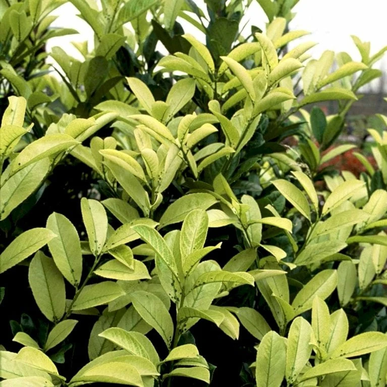 Hæk-Kirsebærlaurbær 'Rotundifolia' Prunus Laurocerasus 'Rotundifolia' Potte 10 Liter,- 100-125 Cm. 6 Hæk-Kirsebærlaurbær 'Rotundifolia' Prunus Laurocerasus 'Rotundifolia' Potte 10 Liter,- 100-125 Cm. - Billede 4