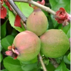 Japansk Kvæde 'Crimson And Gold' Chaenomeles Hyb. 'Crimson And Gold' 3,5 Liter Potte -Osmo Salgsbutik p31725 40740 chaenomeles hyb crimson and gold 4412