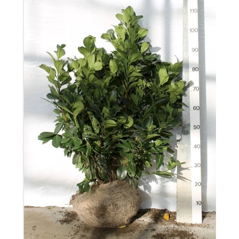 Kirsebærlaurbær 'Etna' Prunus Laurocerasus 'Etna' Med Klump,- 80-100 Cm. 3 Kirsebærlaurbær 'Etna' Prunus Laurocerasus 'Etna' Med Klump,- 80-100 Cm.