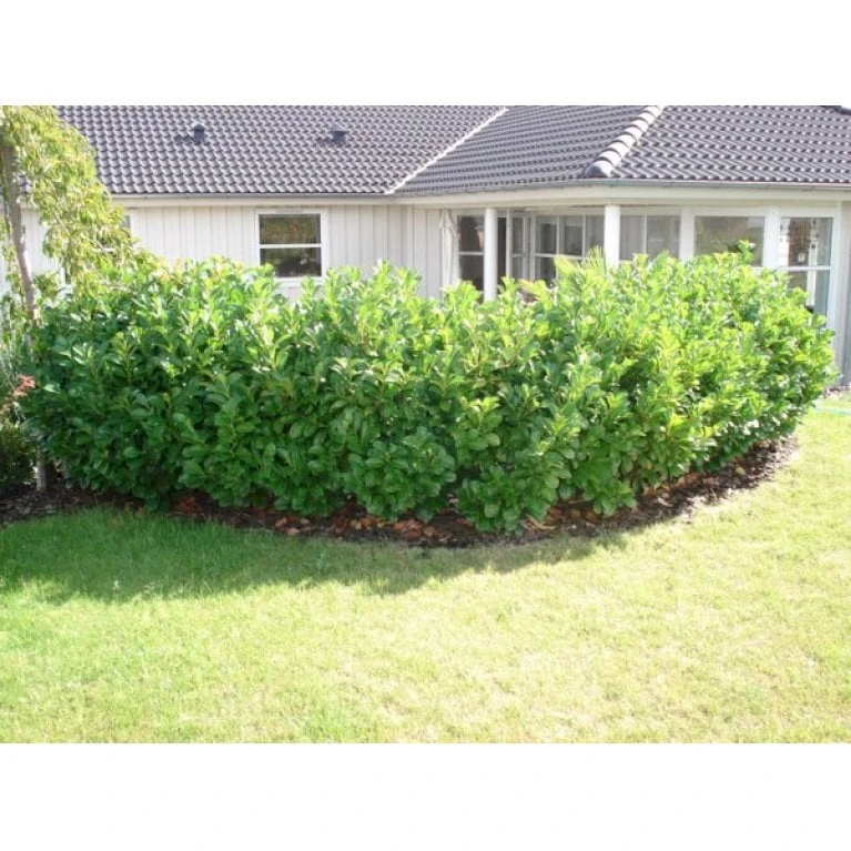 Kirsebærlaurbær 'Etna' Prunus Laurocerasus 'Etna' Potte 5,0 Liter,- 80-100 Cm. 5 Kirsebærlaurbær 'Etna' Prunus Laurocerasus 'Etna' Potte 5,0 Liter,- 80-100 Cm. - Billede 3