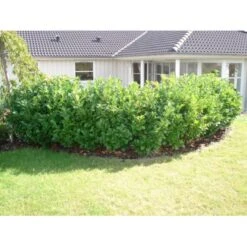 Kirsebærlaurbær 'Etna' Prunus Laurocerasus 'Etna' Potte 10 Liter,- 60-80 Cm. -Osmo Salgsbutik p3179 30027 prunus laurocerasus etna 6222 2