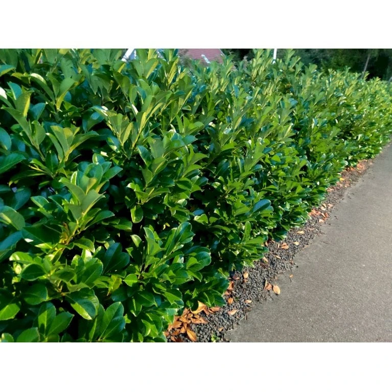 Kirsebærlaurbær 'Etna' Prunus Laurocerasus 'Etna' Med Klump,- 80-100 Cm. 6 Kirsebærlaurbær 'Etna' Prunus Laurocerasus 'Etna' Med Klump,- 80-100 Cm. - Billede 4