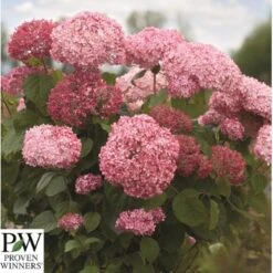 Træagtig Hortensia 'Invinc. Pink Annabelle'' Hydrangea Arb. 'invinc. Pink Annabelle'' Potte 3,0 Liter,- 25-30 Cm. 10 Træagtig Hortensia 'Invinc. Pink Annabelle'' Hydrangea Arb. 'invinc. Pink Annabelle'' Potte 3,0 Liter,- 25-30 Cm. -Osmo Salgsbutik p32083 35997 hydrangea arb invinc pink annabelle 3439