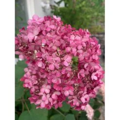 Træagtig Hortensia 'Invinc. Pink Annabelle'' Hydrangea Arb. 'invinc. Pink Annabelle'' Potte 3,0 Liter,- 25-30 Cm. 11 Træagtig Hortensia 'Invinc. Pink Annabelle'' Hydrangea Arb. 'invinc. Pink Annabelle'' Potte 3,0 Liter,- 25-30 Cm. -Osmo Salgsbutik p32083 35998 hydrangea arb invinc pink annabelle 7775