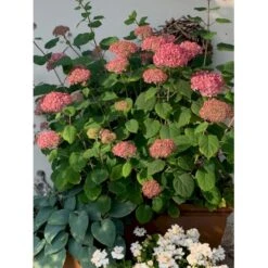 Træagtig Hortensia 'Invinc. Pink Annabelle'' Hydrangea Arb. 'invinc. Pink Annabelle'' Potte 3,0 Liter,- 25-30 Cm. 12 Træagtig Hortensia 'Invinc. Pink Annabelle'' Hydrangea Arb. 'invinc. Pink Annabelle'' Potte 3,0 Liter,- 25-30 Cm. -Osmo Salgsbutik p32083 36000 hydrangea arb invinc pink annabelle 4226