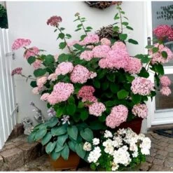 Træagtig Hortensia 'Invinc. Pink Annabelle'' Hydrangea Arb. 'invinc. Pink Annabelle'' Potte 3,0 Liter,- 25-30 Cm. 13 Træagtig Hortensia 'Invinc. Pink Annabelle'' Hydrangea Arb. 'invinc. Pink Annabelle'' Potte 3,0 Liter,- 25-30 Cm. -Osmo Salgsbutik p32083 38907 hydrangea arb invinc pink annabelle 029f