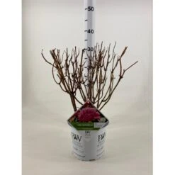 Træagtig Hortensia 'Invinc. Pink Annabelle'' Hydrangea Arb. 'invinc. Pink Annabelle'' Potte 3,0 Liter,- 25-30 Cm.