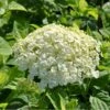 Træagtig Hortensia 'Incrediball'® Hydrangea Arborescens 'Incrediball'® 5 Liter Potte -Osmo Salgsbutik p32086 47355 hydrangea arborescens incrediball r 88d7